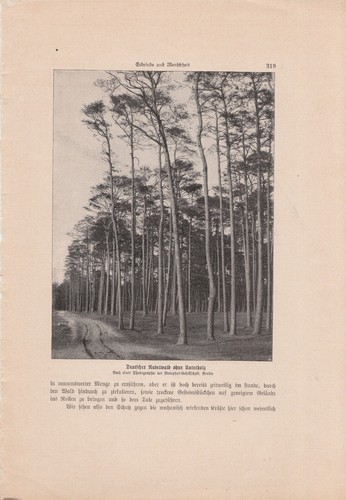 Alte ANTIKE KUNSTDRUCKE von 1902 aus Wissenschafts-Magazinen ECHT Buchseiten A4 - Bild 9 von 24