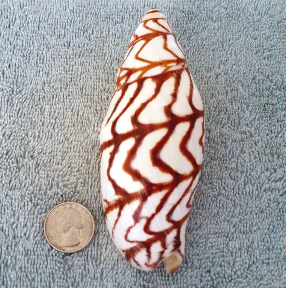 Voluta bednalli 126,0 mm ¡ULTRA! RARA GEMA GIGANTE de N. Australia Foto 3 de 4