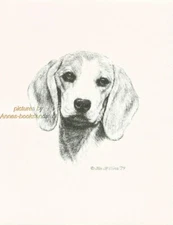 #241 BEAGLE  portrait * dog art print * Pen and  ink drawing * Jan Jellins