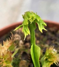 Dionea Muscipula FAUCHARD -POMPOM-RARE PLANT