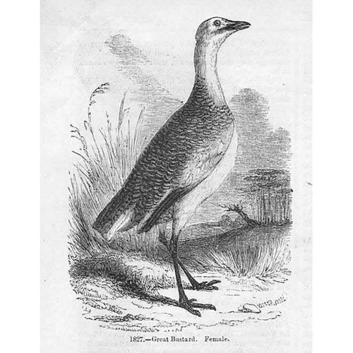 BIRDS Female Great Bustard - Antique Print 1856