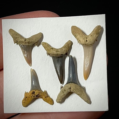 #ad Extinct Sand Tiger Shark Tooth Striatolamia macrota .60quot; .80quot; Fossil $12.51