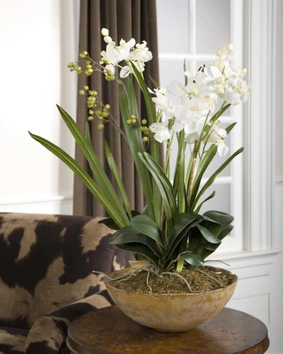 Moth Orchid Planter - Picture 1 of 1