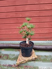 Sciadopitys verticillata Green Diamond in 3L pot Japanese Umbrella Pine