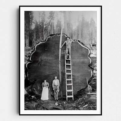 Logging Family With Cut Down 1300 Year Old Tree 1892 Wall Art Poster Print
