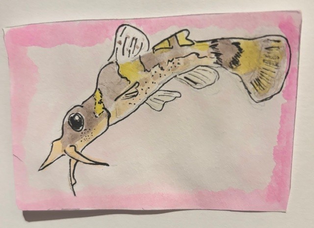 ACEO Art Card Original, Watercolor and pen, Unframed, Carolina Madtom fish
