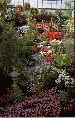 Chrysanthemums, Krohn Conservatory, Eden Park, CINCINNATI, Ohio Postcard