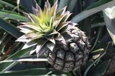 15+ Monte Lirio Pineapple Seeds for Garden Planting - USA - FREE SHIPPING!
