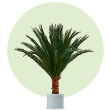 Kunstpalme, künstliche Palme, Dekopalme, Palme, echte Palmwedel, nur indoor