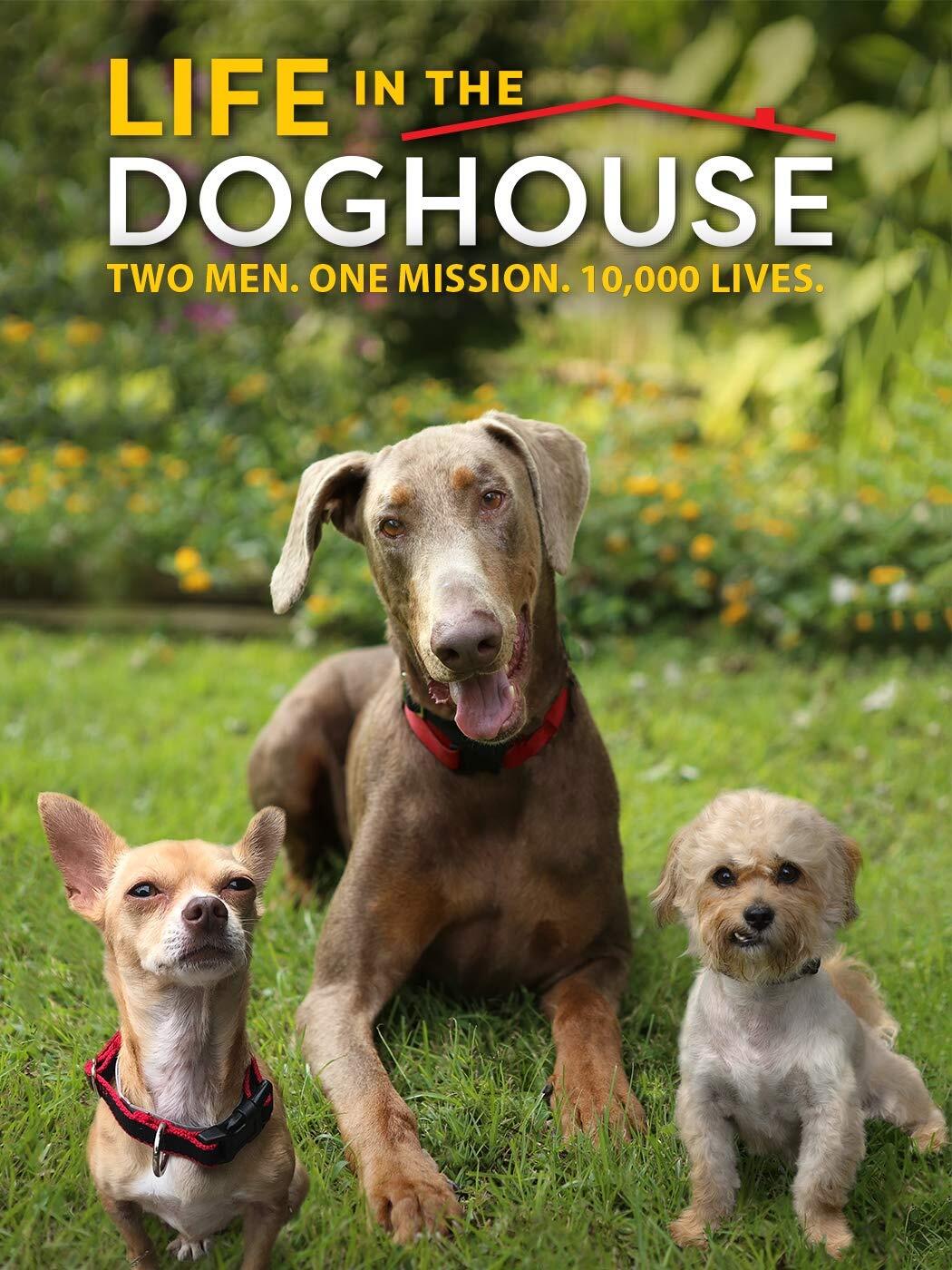 Life in the Doghouse (DVD) Danny Robertshaw Ron Danta