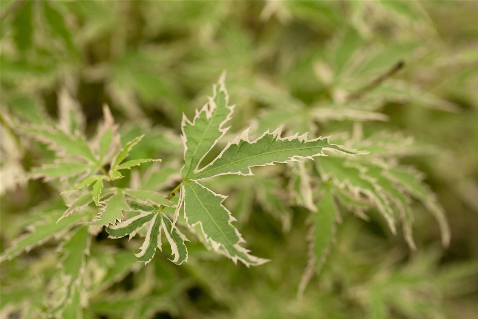 'Mariposa' Acer Palmatum