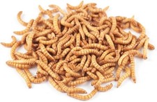 Mealworms Large 1000 Count Feeder Worms