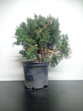 Bonsai Ginepro kishu - n1