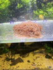 California Blackworms Lumbriculus variegatus   INDOOR-Cultured Live Food