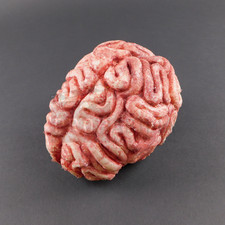 IZOMBIE Rose McIver Brain Original TV Prop (0117-5449) | eBay US (Buy It Now)