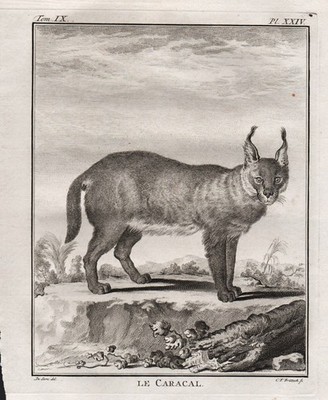 Caracal Karakal Katze cat engraving gravure Kupferstich Buffon 1780