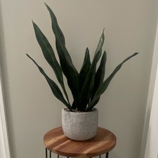 Snake Plant Sansevieria Potted Broadleaf Green in Decorative Textured Pot