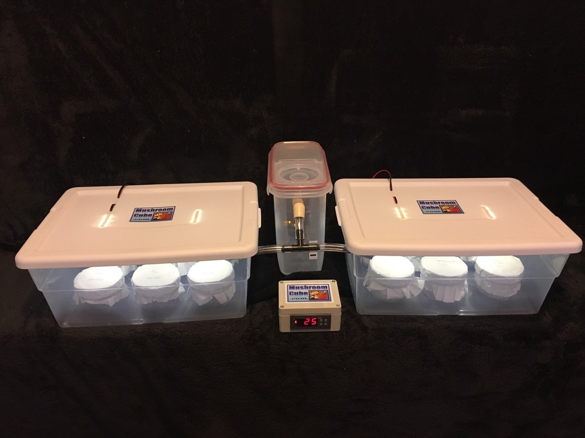 Automated Mushroom Growing Kit with 12 PF Tek Jars Sterile