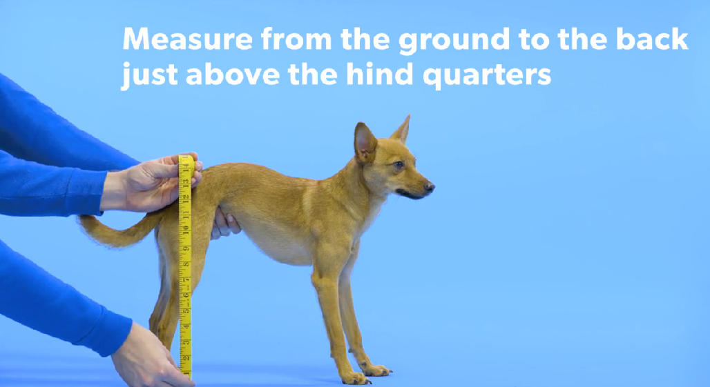 Best Friend Mobility™ Medium Dog Wheelchair eBay