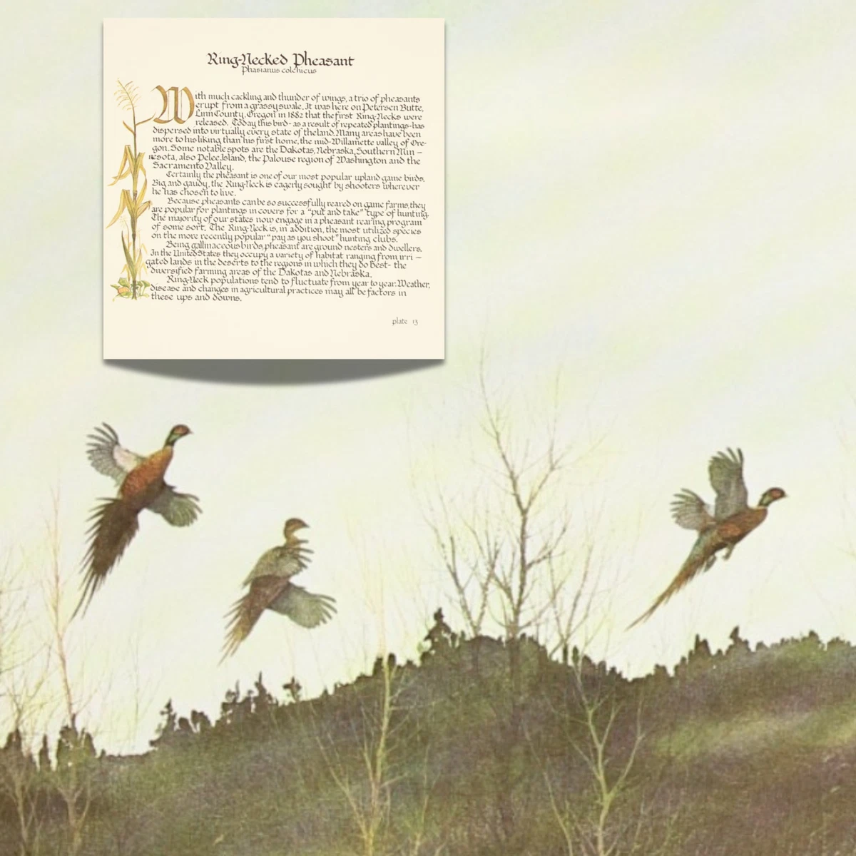 Birds Art Prints for sale | eBay