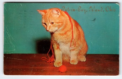 Vintage Put-in-Bay Ohio Cat Postcard 'Don't Give Me That Yarn' Litho