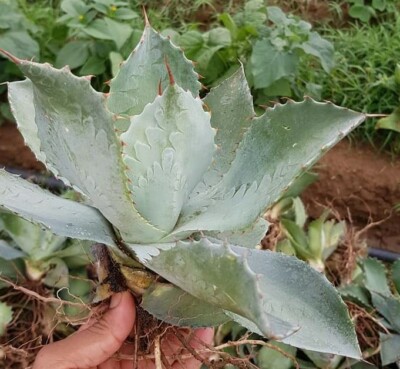 arizona agave Buy Smooth Edge Agave Phoenix, AZ | Agave desmettiana main image 1