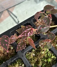 Begonia Julau (Type I)  **RARE**