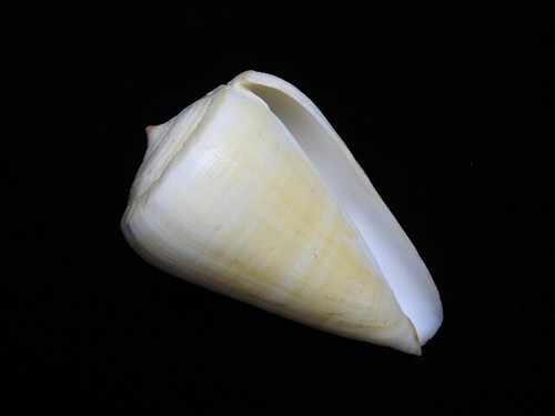 Sea shell Conus quercinus f. albonerosus 106,4 mm ID#6655 - Imagen 2 de 5