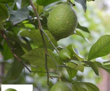 20+ SEEDS for GREEN LIME citrus bush garden plant tree germination USA Seller
