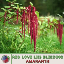 500 Red Love Lies Bleeding Amaranth Seeds, Amaranthus caudatus, Edible, Heirloom