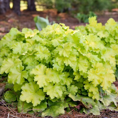 HEUCHERA 'LEMON LOVE' - Coral Bells.  SPRING SHIPPING 2025 - Plants.  Perennials