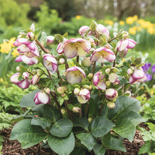 Large Plant - Hellebore Frostkiss Glenda's Gloss, Outdoor Garden Ready, 2L Pot