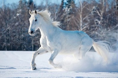 White Horse Running Snow Animals Mammal Wall Art Home Decor - POSTER 20''x30''