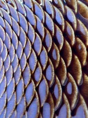 1958 Stig Lindberg's Fladen Fish Dish Stoneware MCM VTG 1958 Stig Lindberg's Fladen Fish Dish Stoneware MCM VTG