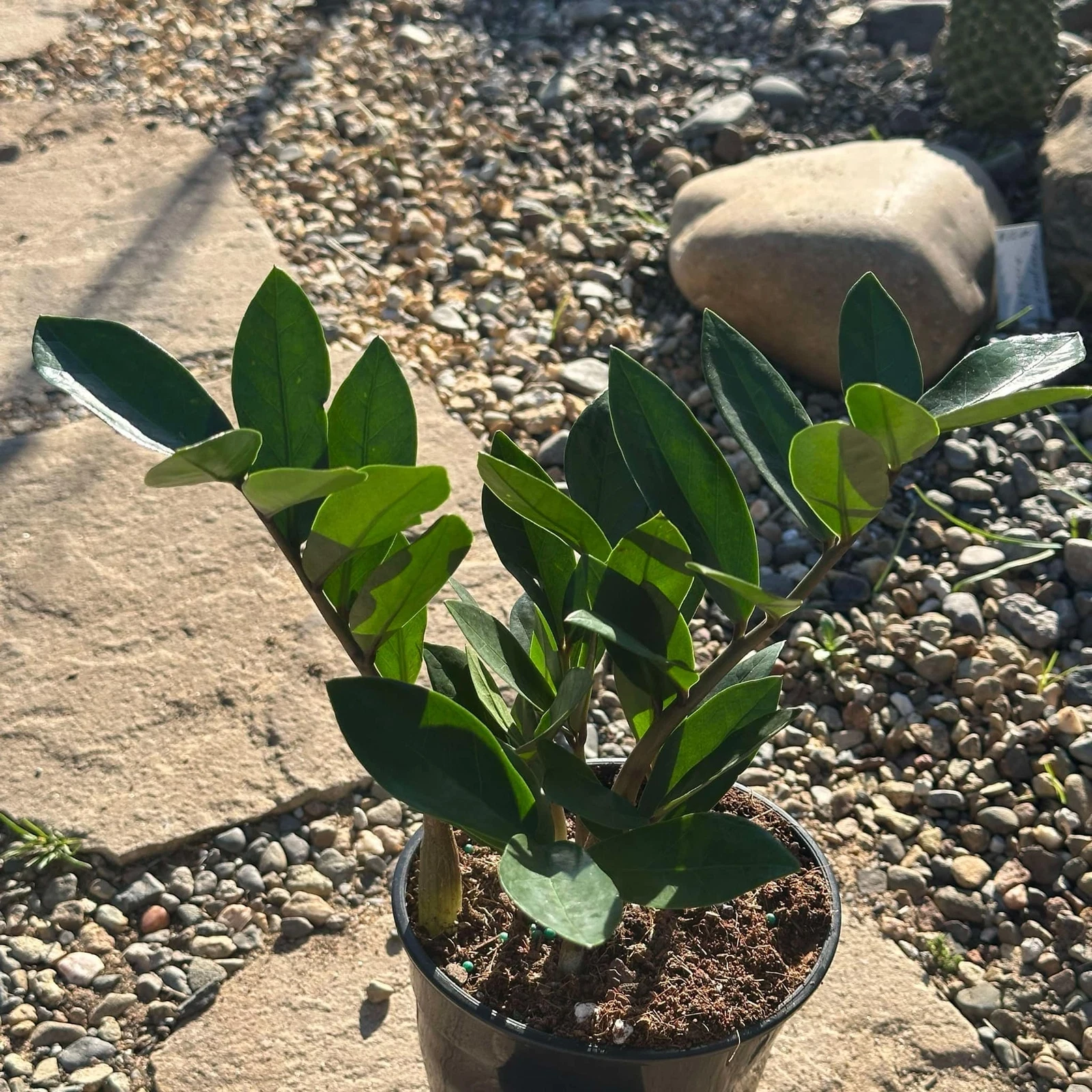 Zamioculcas Zamiifolia 'ZZ Plant'
Opens in a new window or tab