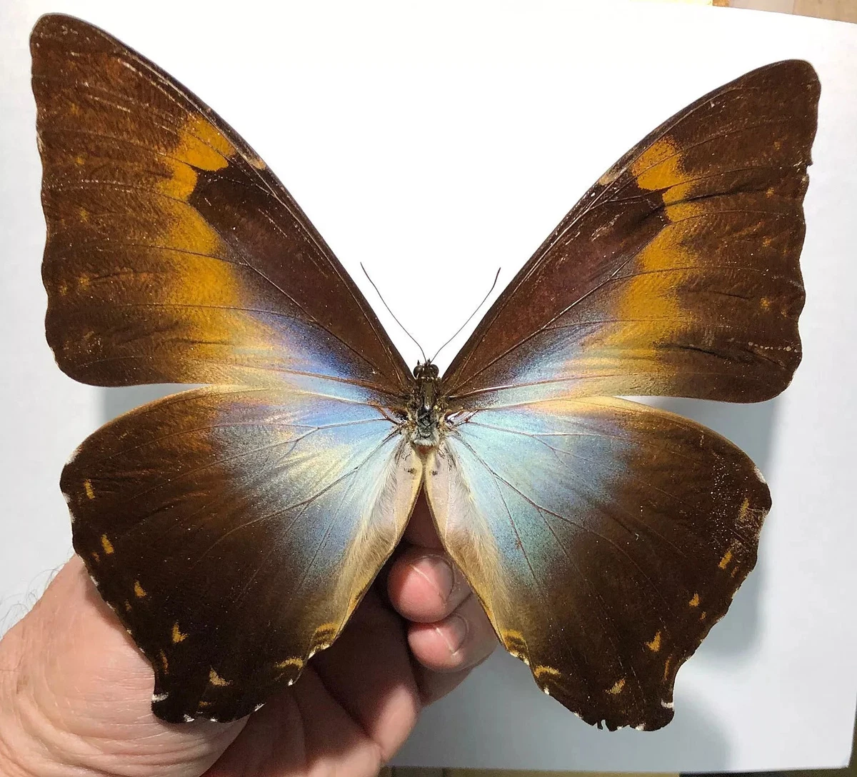 Morpho Cisseis for sale | eBay