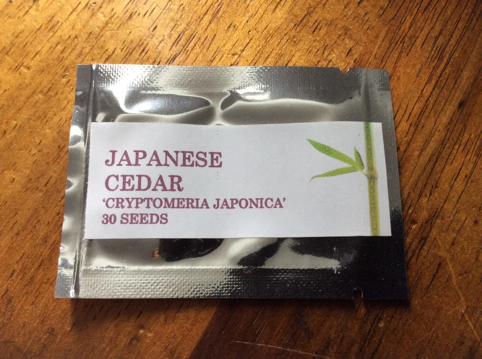 JAPANESE CEDAR 30 SEEDS CRYPTOMERIA JAPONICA EVERGREEN TREE FOCAL POINT SHADE - Image 2 of 4