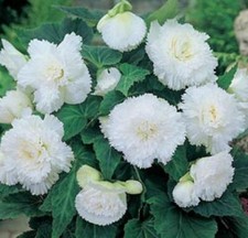 Begonia 'Fimbriata White' WPC Prins Quality Bulbs/Tubers Pack x3