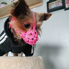 Museruola per cani in nylon per Yorkshire Terrier, mini pincher, chihuahua e muso simile