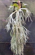 Platycerium Willinckii Moonlight Spore