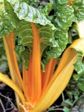 Orange Fantasia Swiss Chard Seeds 100+ SEEDS  --BUY 4 ITEMS FREE SHIPPING