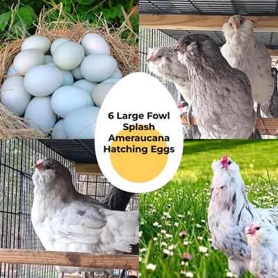 #ad #ad 6 Hatching eggs Ameraucana Splash and Blue large fowl** 6 ORGANICALLY GROWN $40.00