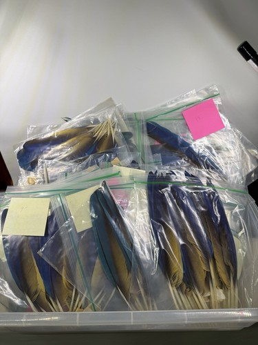 Lot Of 500+ Naturally Molted Macaw Feathers – Up to 20” – Craft/Decor – As Is