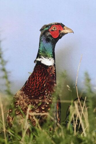 Country Sports. Fieldsports blank greetings cards Set Of 5 ( 1 Of Each Design) - Picture 6 of 6