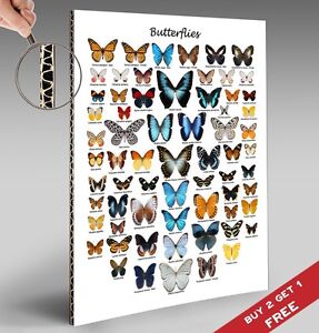 Butterfly Chart Poster