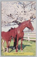 Glasco Kansas~Horse Mare & Foal in Meadow~Apple Blossoms~1950s Rembrant Postcard