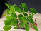 Foto 6 di 7