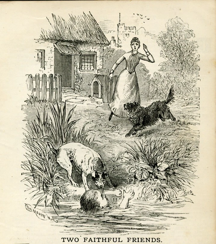 Border collie hotsell fox terrier