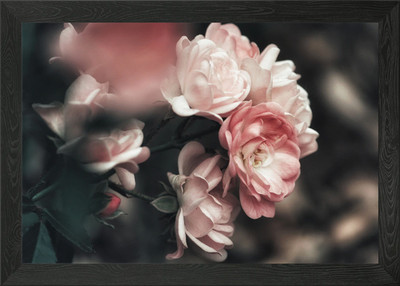 Dewy Blue einzelne Rose gerahmtes Wandbild Poster Leinwanddruck Bild