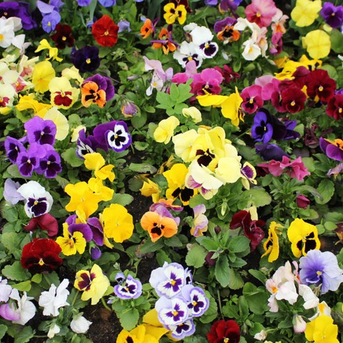 50 Giant Winter Pansy Seed Mix UK Hardy Hiemalis Viola Flowering Plants To Grow - Picture 2 of 4